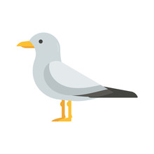 Seagull Bird Vector Illustration