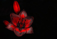 Wild Red Flower With A Bud On A Black Background