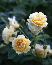 Yellow Garden Roses
