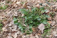 Leaves Of The Herb Barbara (Barbarea Vulgaris)