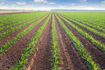 Rows of corn field in  in springtime. Horizontal view in perspec