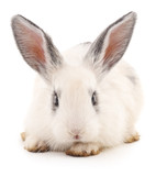 Fototapeta Zwierzęta - White rabbit.
