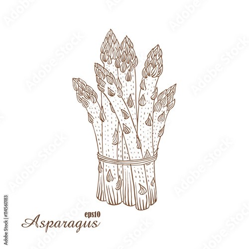 Featured image of post Sketch Asparagus Drawing Asparagus drawing at getdrawings free download