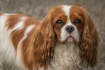 Poster - portrait of a cavalier king charles spaniel looking at the camera