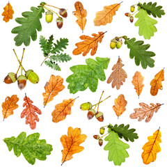 Wall Mural - set of summer green and autumn brown oak leaves