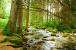 Flowing stream on the forest