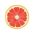 vector illustration of grapefruit