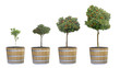 Growth of citrus trees
