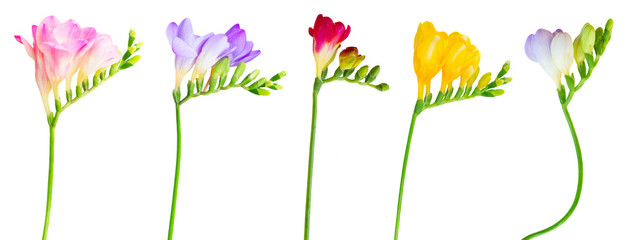 Poster - Fresh freesia flowers