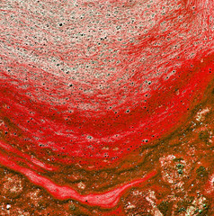 Wall Mural - Polluted water with algae. Red color. Textured background