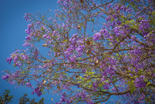 Beautiful Blooming Jacaranda Trees In Athens, Greece