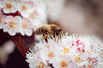 A bee on a flower