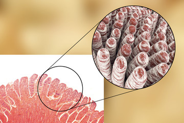 Wall Mural - Villi of small intestine, light micrograph and 3D illustration