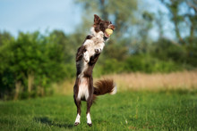 Brown Border Collie Dog Jumps Up To Catch A Tennis Ball