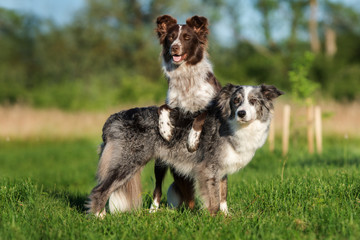 adorable border collie dogs posing together