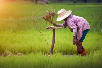 farmer