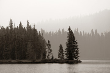 Poster - Foggy forest waterfront