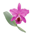 Orchid. 
Hand drawn vector illustration of a tropical orchid Cattleya warneri, with pink petals and lip, on transparent background.