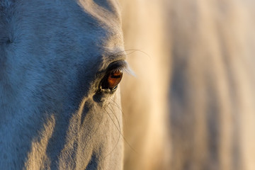 White horse eye at sunset light close up