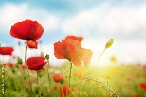 Cuadros en Lienzo Campo de amapolas en el sol de rayos.