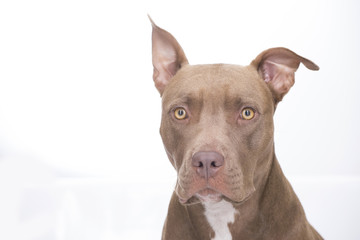 Pitbull dog standing on white background