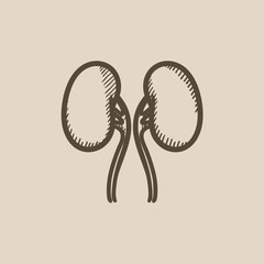 Sticker - Kidney sketch icon.