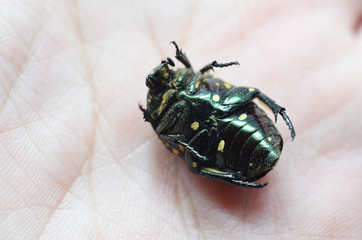 black small insect in thailand in hand