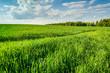 the field with a green grass lit with a sunlight/the field with a green grass lit with a sunlight with clouds in the sky