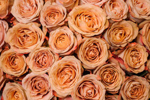 Background Image Of Fresh Beige Orange Roses . Flower Texture