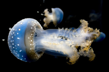 Canvas Print - jellyfish isolated on black sea close up detail