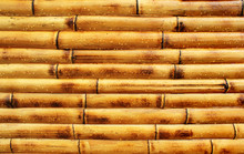 Wet Yellow Bamboo Wall Background