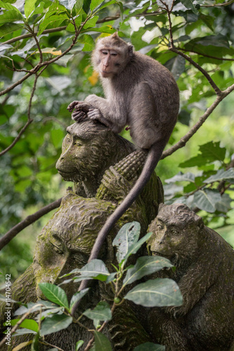 Monkey In The Sacred Monkey Forest Sanctuary Mandala Wisata Monkey In The Sacred Monkey Forest Sanctuary Mandala Wisata