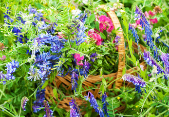 Wall Mural - basket with wildflowers