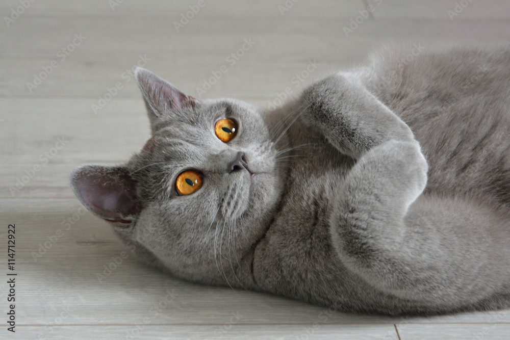 Portrait of a british shorthair cat with expressive orange eyes, that's laying on the floor. - obrazy, fototapety, plakaty 