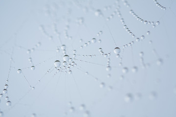 Wall Mural - spider web