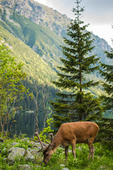 Sticker - Deer stag at the lake in mountains