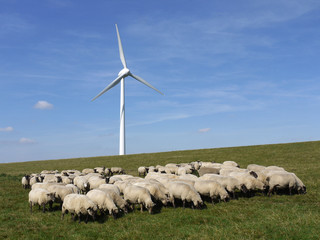 Windrad und Schafe auf dem Deich bei Emden.