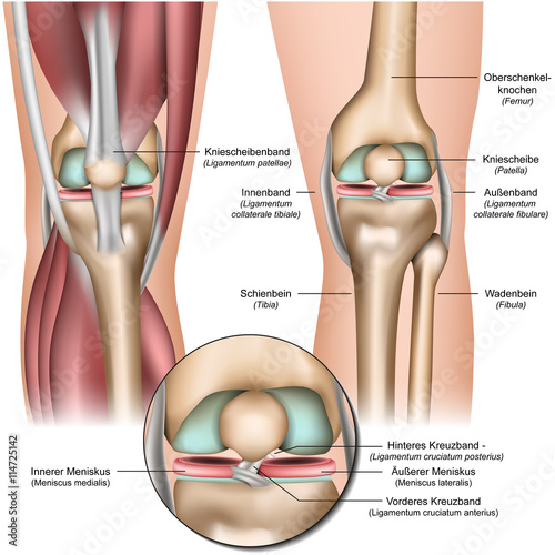 Anatomie des menschlichen Knies mit Beschreibung deutsch, latain Canvas