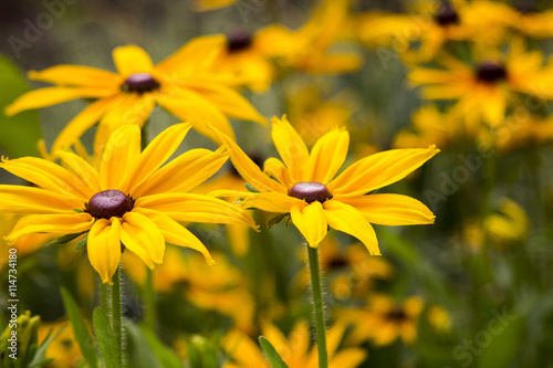 Fotografering Bright yellow rudbeckia or Black Eyed Susan flowers in the garden