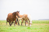 Fototapeta Konie - Belgian wild horse out in the field