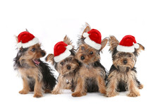 Puppy Dogs With Cute Expression And Santa Hat