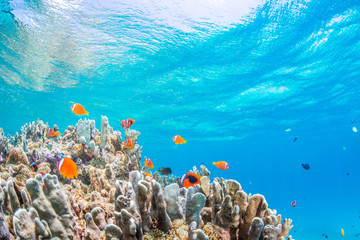 Poster - Colony of Anemonefish