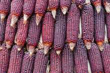 Red Corn Wall Texture Background