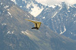 Pilot flying foot launched Hang glider with Zillertal Alps mountain in the background in Austria, Europe