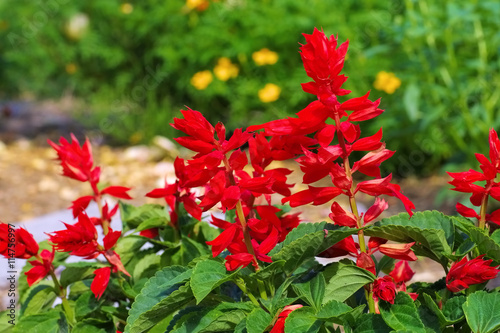 Carrabiniere Feuersalbei
