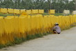 © binhdd - CuDa village - Hanoi - Vietnam - May 11 2014 - Arrowroot vermicelli- a special Vietnamese noodles are being dried on bamboo fences going along the roads of village
