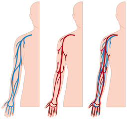 Canvas Print - Blood vessels in human hand