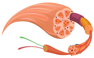 Poster - Close up diagram of tissue