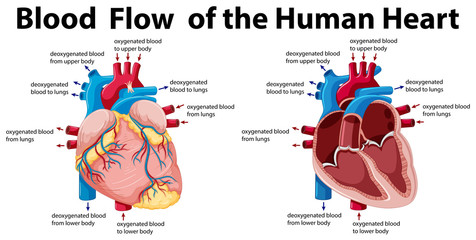 Wall Mural - Blood flow of the human heart