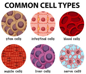 Canvas Print - Diagram of common cell types